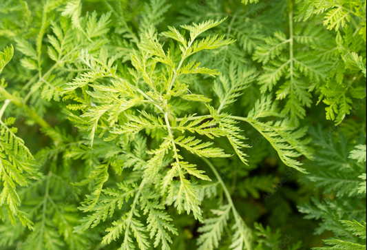 Wormwood Herb Health Benefits