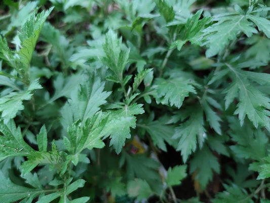 Mugwort Extract Health Benefits