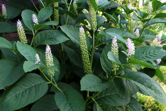 Poke Root Tincture Health Benefits