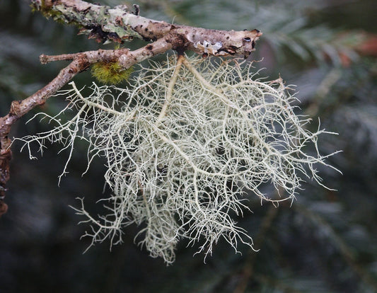 Usnea Health Benefits and Medicinal Uses