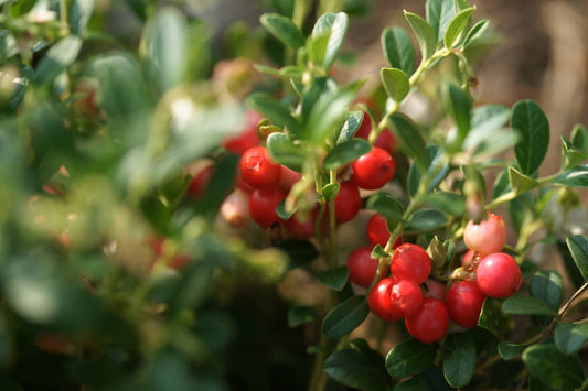 Cranberry Extract Health Benefits